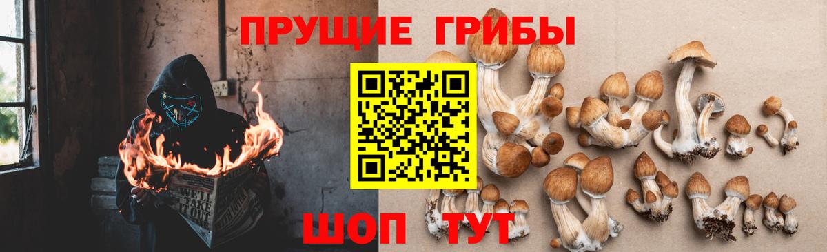 Галлюциногенные грибы прущие грибы Ессентуки